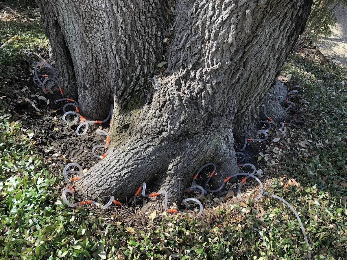 Detailed Tree Cabling and Bracing job site in Lakeshore